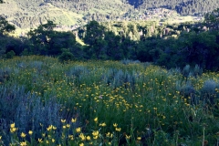 2023-07-Hiking-Wildflower-meadow